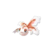 Goldeen