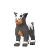 Houndour (Shadow)